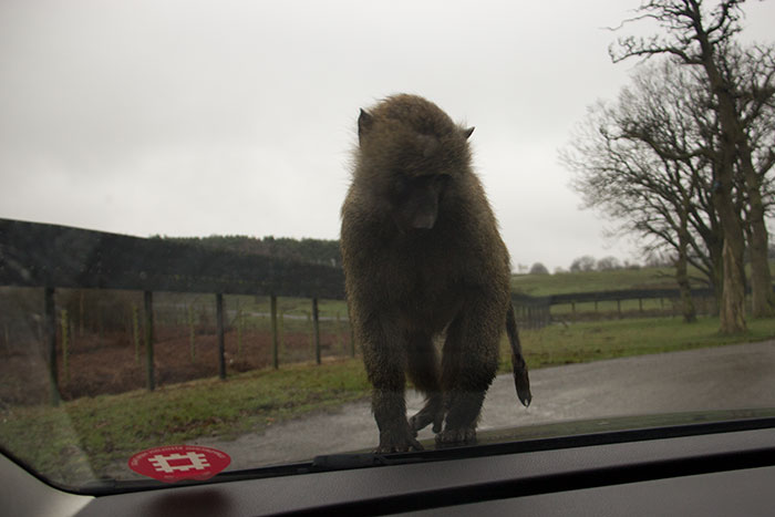 Monkey on the car