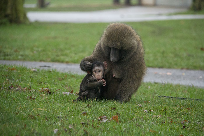 Monkey with baby