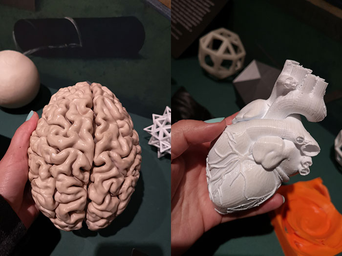 3D model of brain and heart