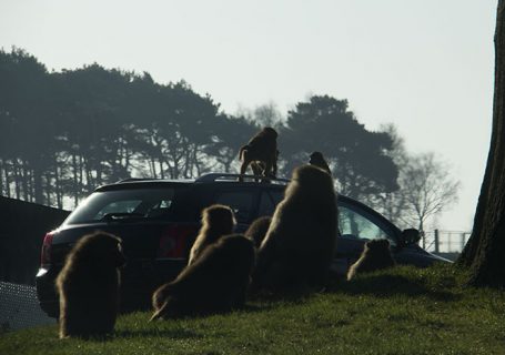 Monkeys on other people's car