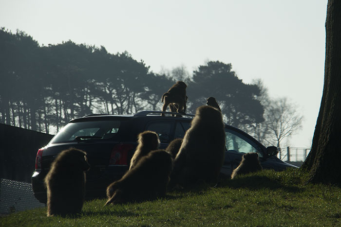 Monkeys on other people's car