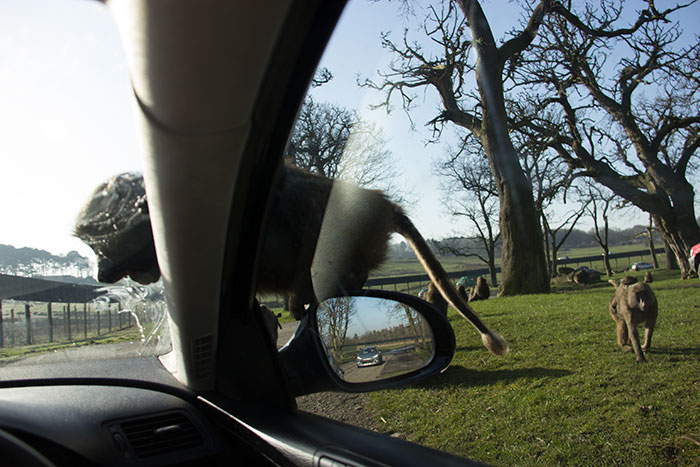Monkey on car