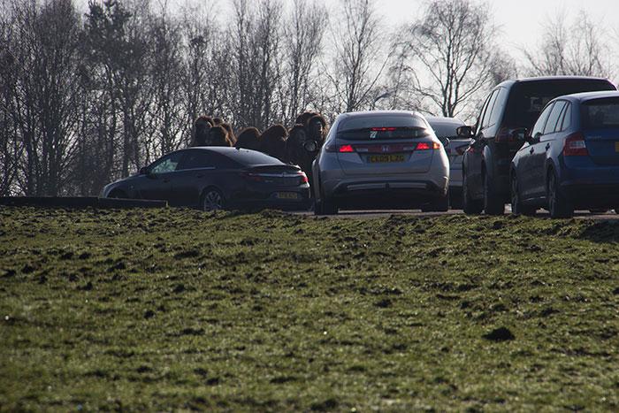 Traffic jam with camels