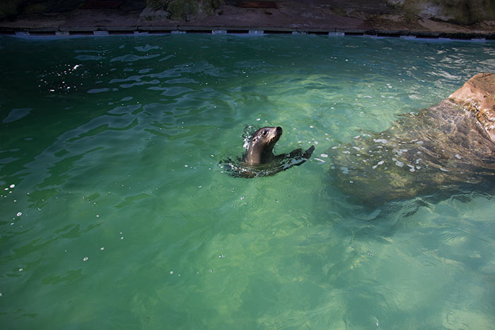 Sea Lion in water