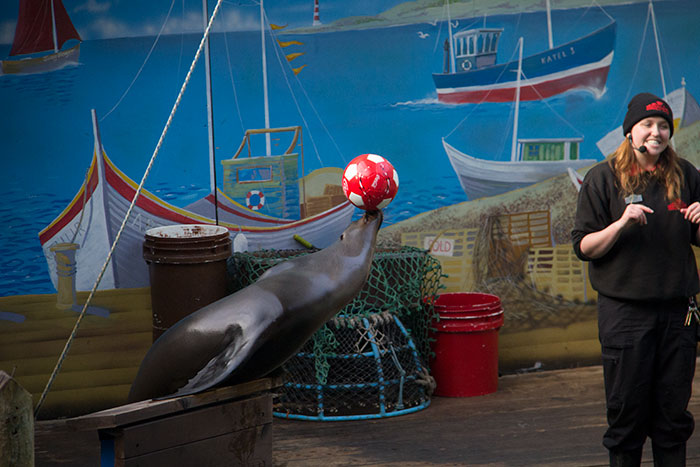  Sea Lion with ball