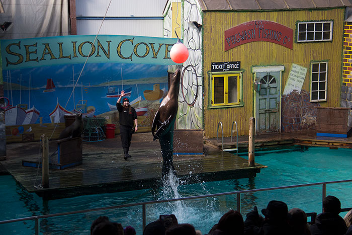 Sea lion jumping