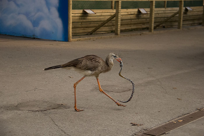 Steve with a toy snake