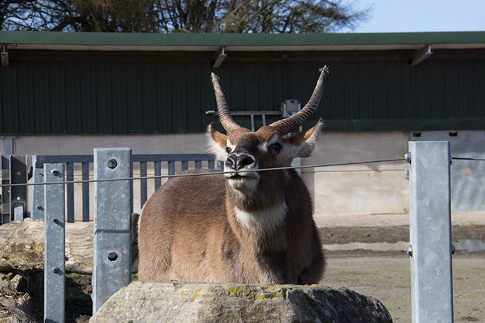 Knowsley Safari Park - Deer
