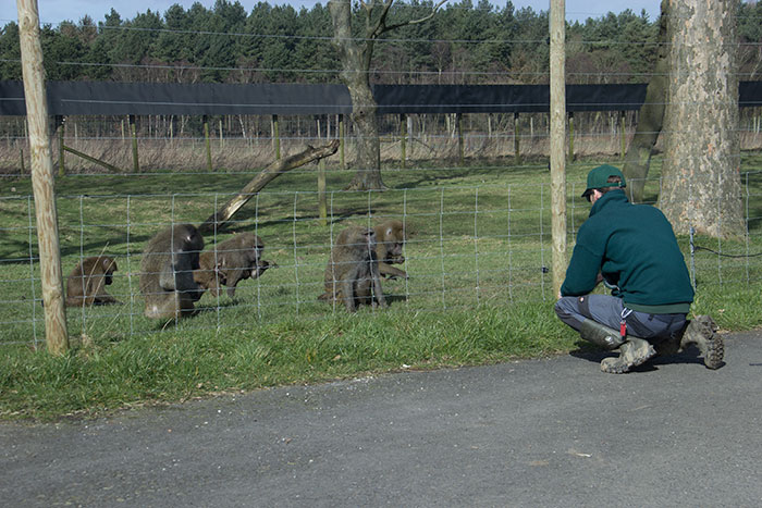 Monkeys with keeper