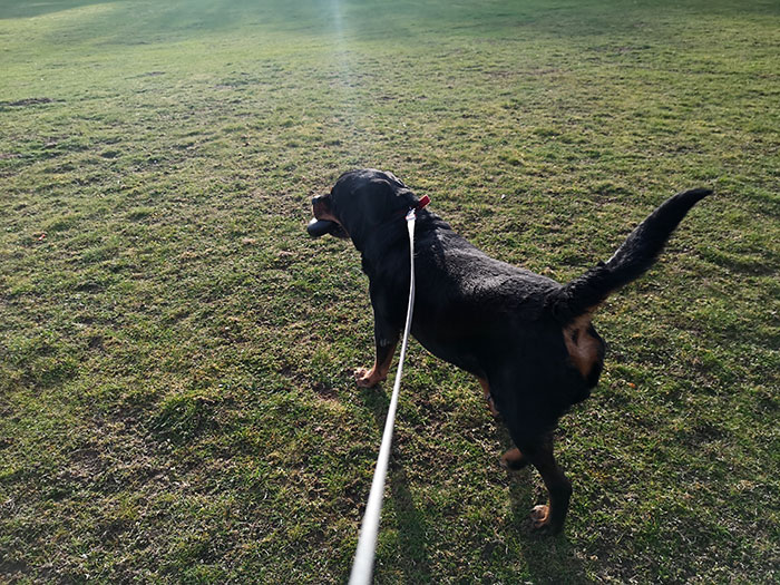 Festus, before lockdown