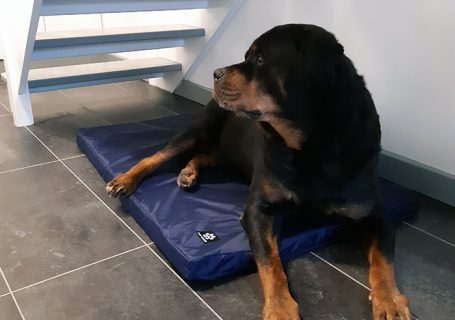 Festus on his new bed