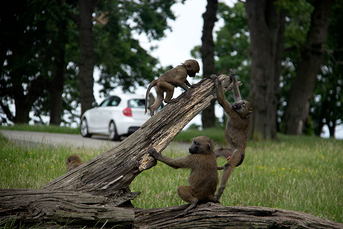 Monkeys playing at Knowsley Safari Park