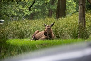 Knowsley Safari Park - Moose