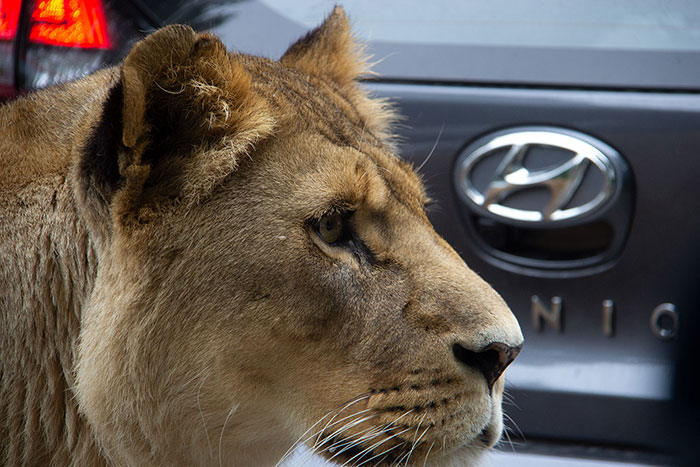 Knowsley Safari Park - Lioness