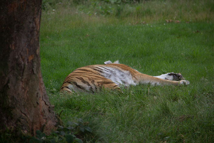 Knowsley Safari Park - Tiger