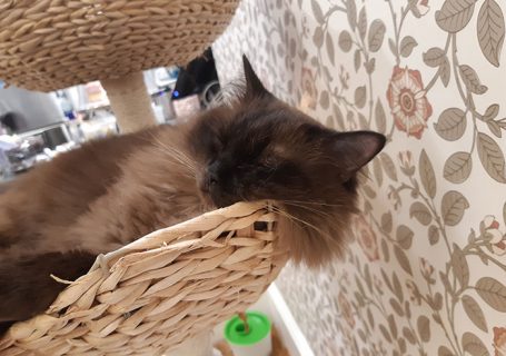 Picture from Cat Cafe Liverpool