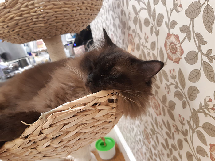 Picture from Cat Cafe Liverpool