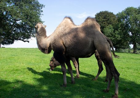 Knowsley Safari Park, August