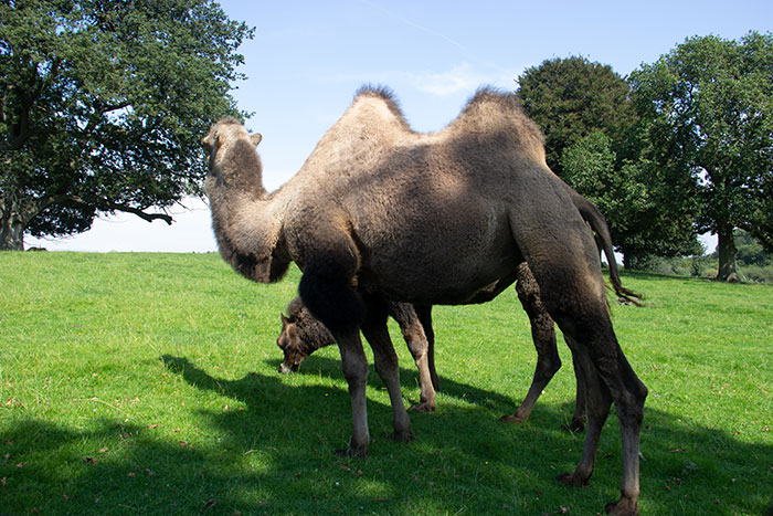 Knowsley Safari Park, August 