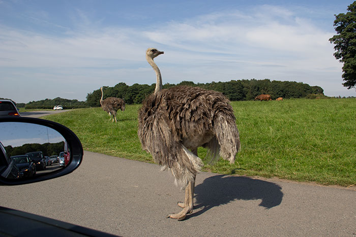 Knowsley Safari Park, August 
