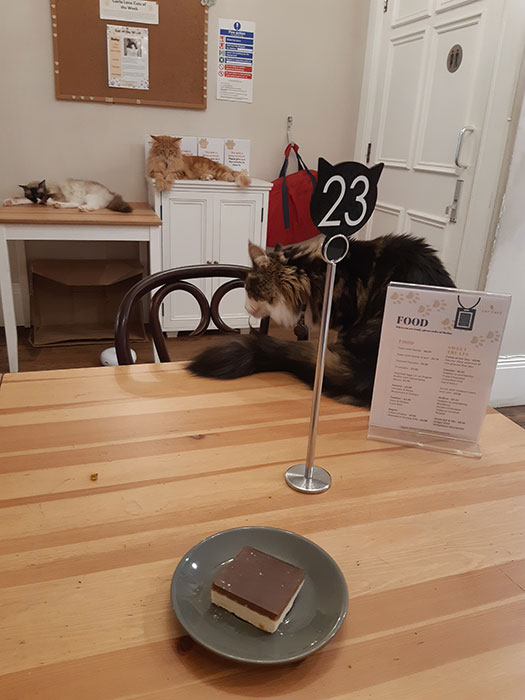 Picture from Cat Cafe Liverpool