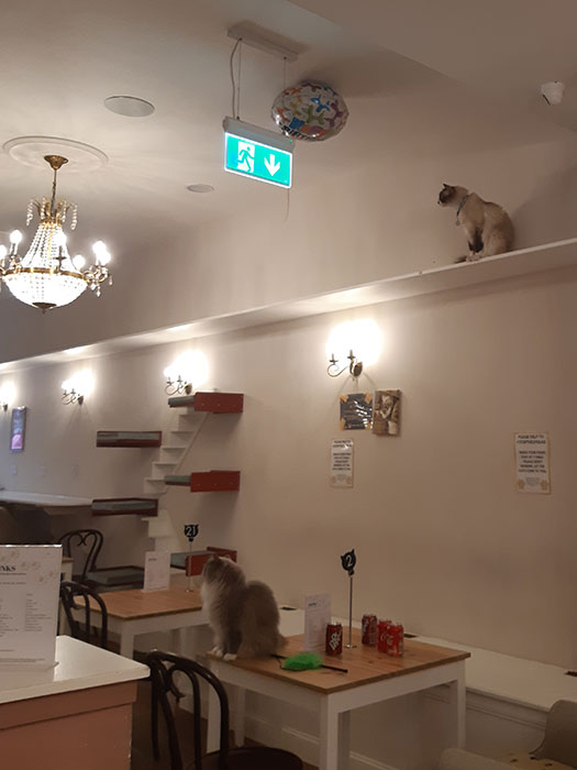 Picture from Cat Cafe Liverpool