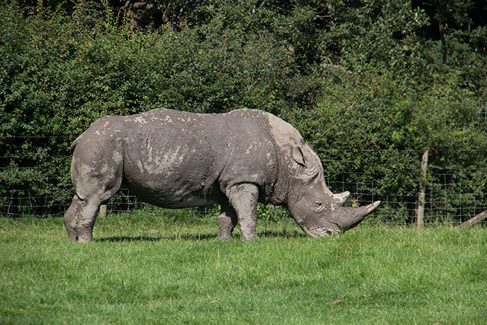 Knowsley Safari Park, August 