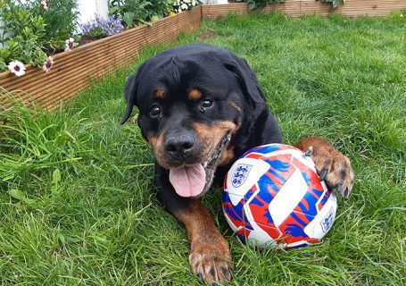 dog playing with ball