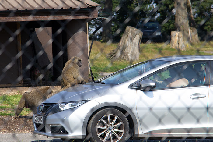 Knowsley Safari Park, August 