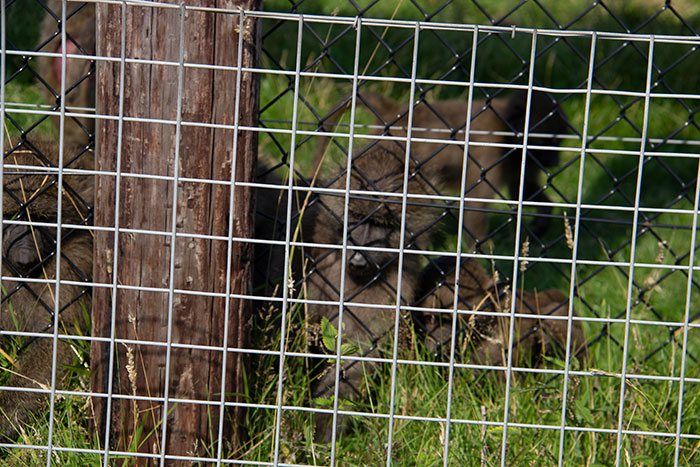 Knowsley Safari Park, August 