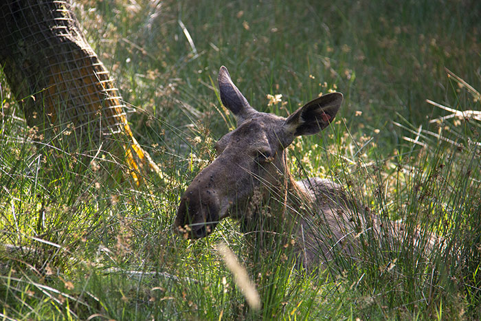 Knowsley Safari Park, August 