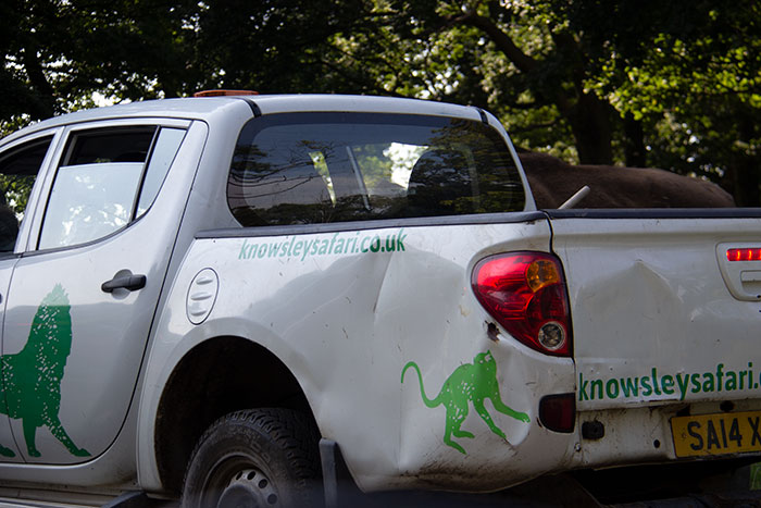 Knowsley Safari Park, August 