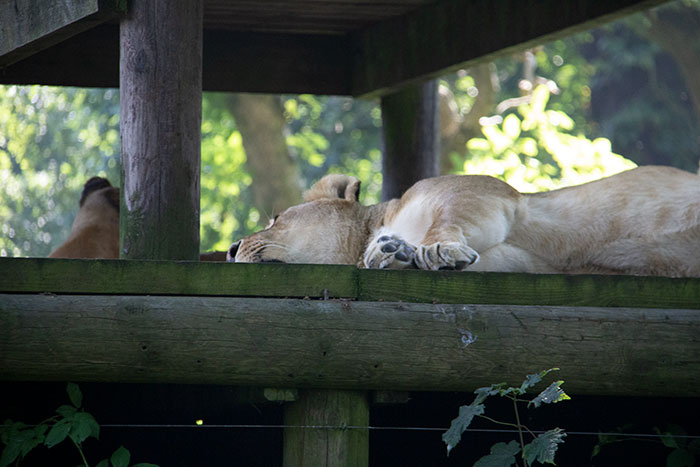 Knowsley Safari Park, August 