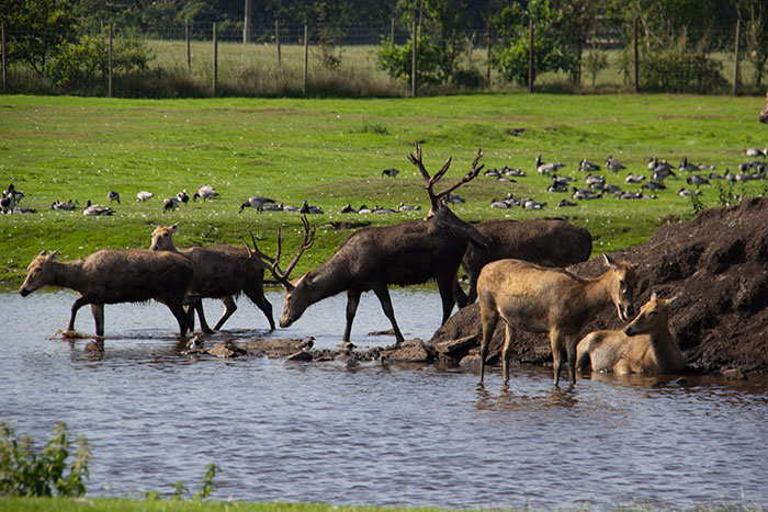 Knowsley Safari Park, August 