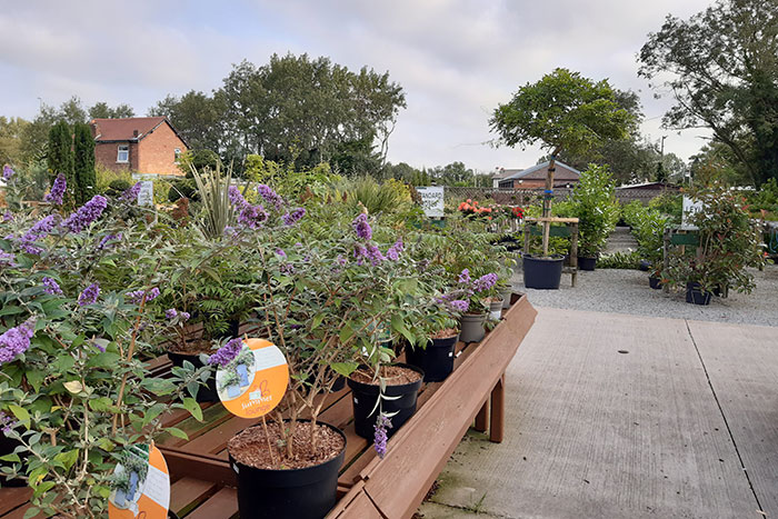 Embleys Nurseries - plants