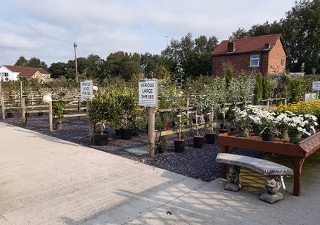 Embleys Nurseries - shrubs