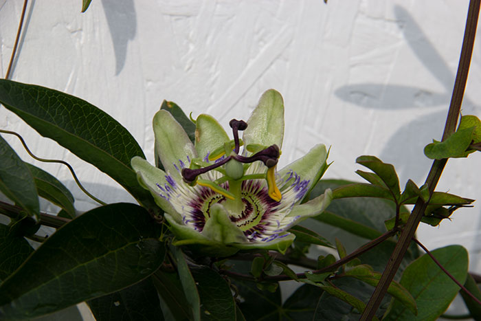 passiflora flowers