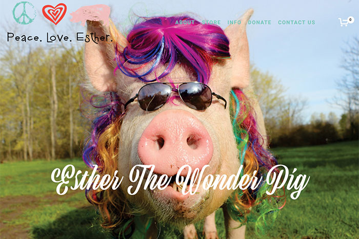 5 Instagram accounts I love