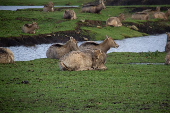 Knowsley Safari Park, December