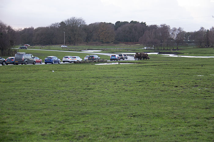 cars at Knowsley Safari Park