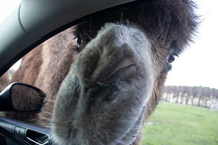 Camel looking into the car