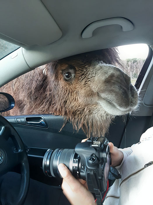 Camel sticking her head in the car
