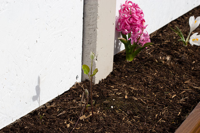 Plants and flowers in the garden