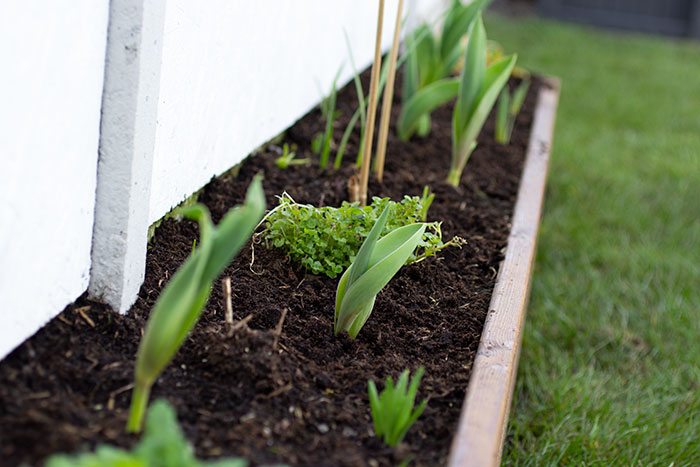 Plants starting to grow
