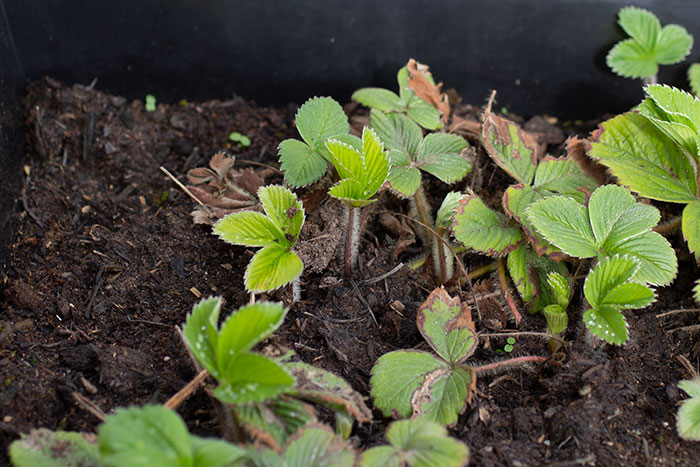 strawberry plant