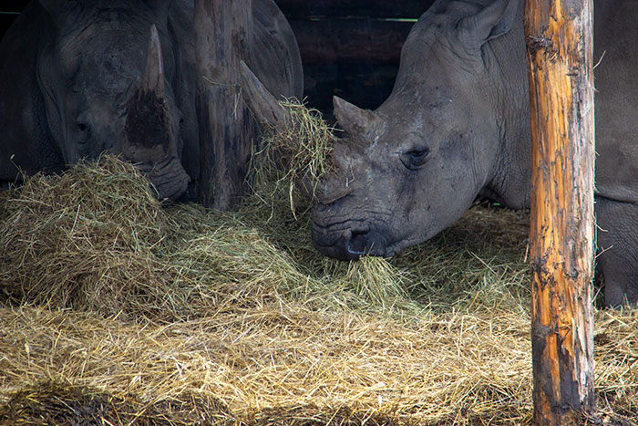 Rhinos