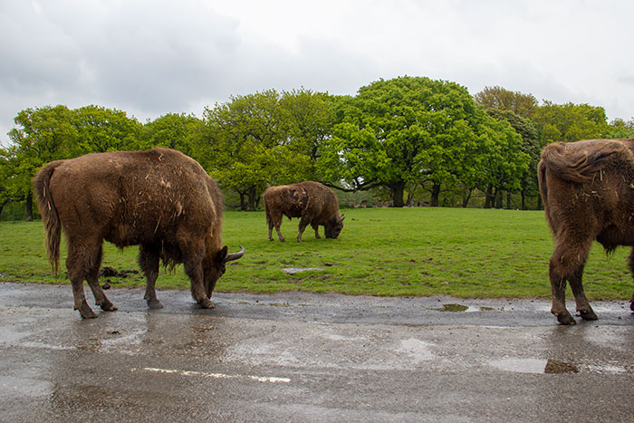 Bisons drinking water