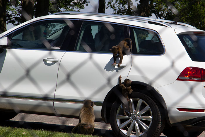 Monkeys at Knowsley Safari Park