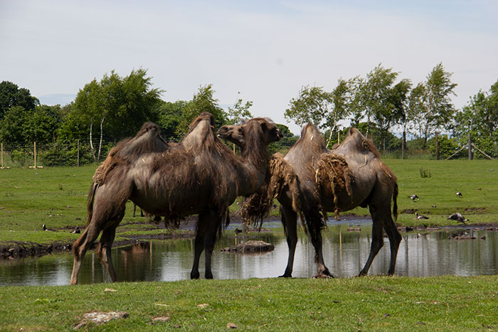 Camels at Knowsley Safari Park