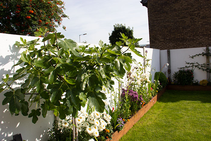 My garden in August